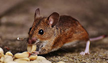 24 Hour & Emergency Exterminators in Saco, ME